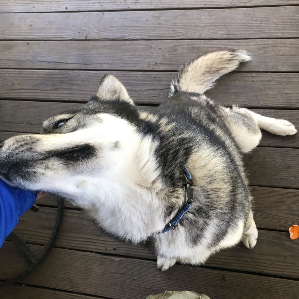 Meet your Posher, Abraham